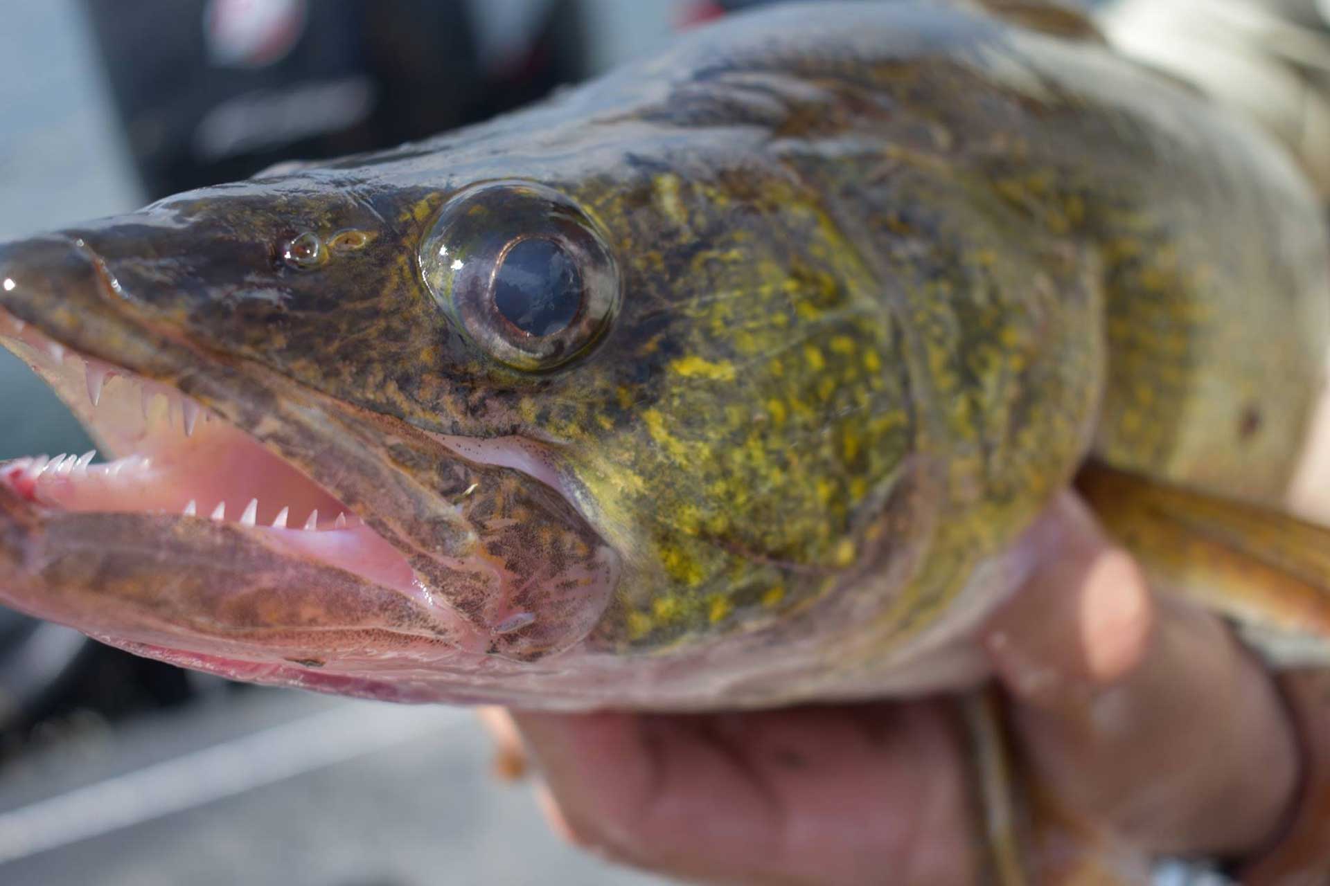 Walleye & Muskie Fishing Charter and Guide Services - Green Bay Outfitters