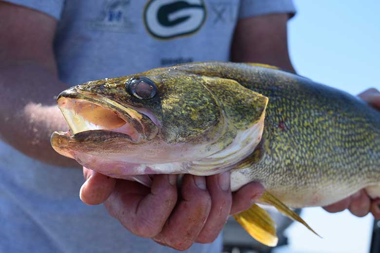 Catching the walleye with Green Bay Outfitters